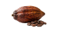 Cacao